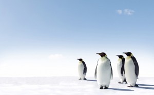 google-penguin-5-300x185